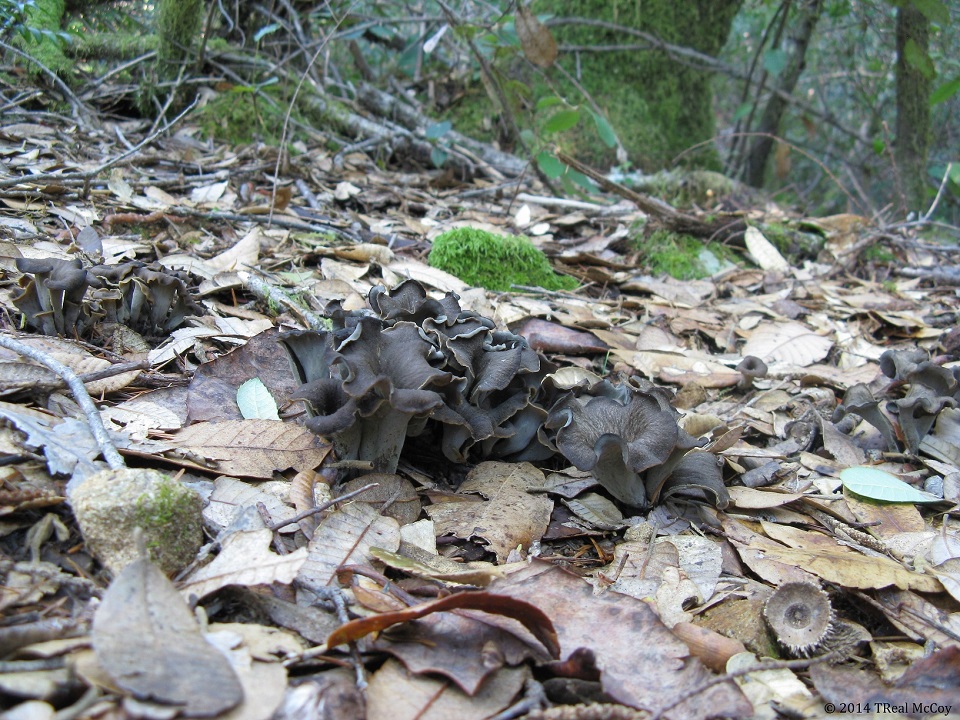 Black Trumpet Mushrooms